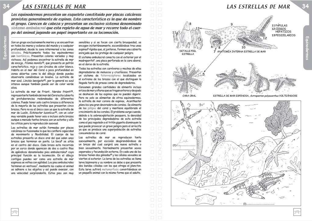 T34 Las Estrellas de Mar