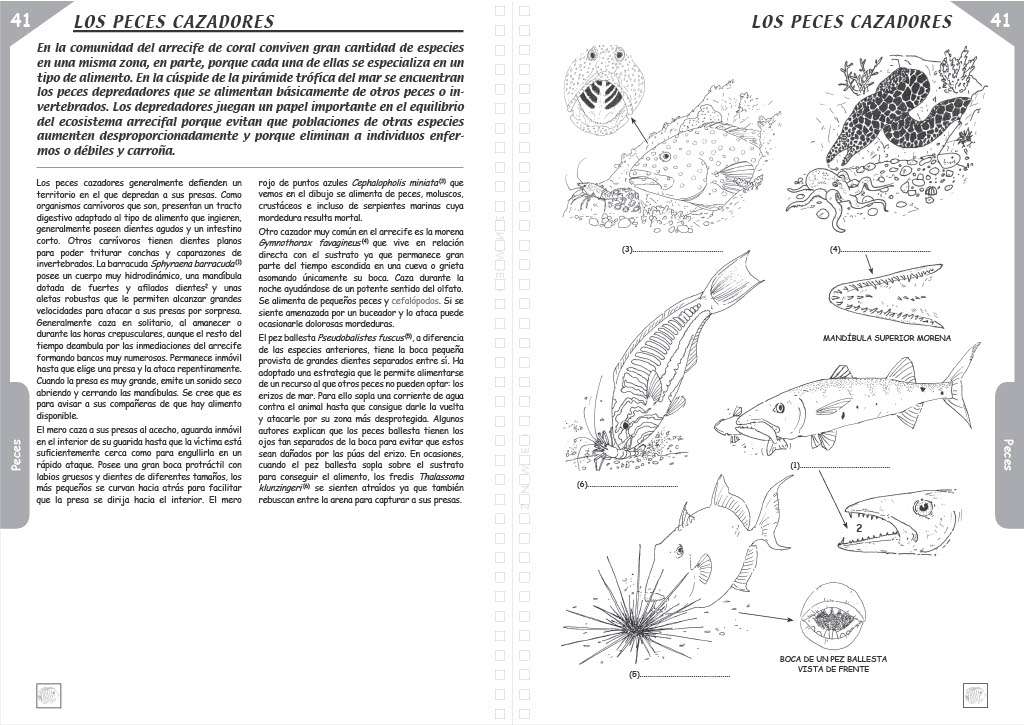 T41 Los Peces Cazadores